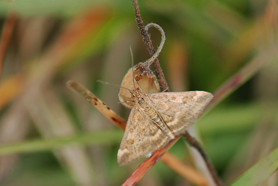 notturna  da identificare : Pyrausta despicata